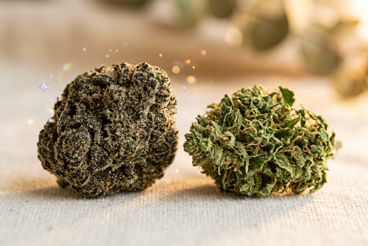 Quelle est la fleur CBD la plus puissante ?