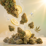 Amnesia Lemon CBD
