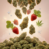 Strawberry Cheese CBD