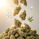 White OG CBD